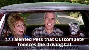 17 Talented Pets that Outcompete Toonces the Driving Cat - oolipo