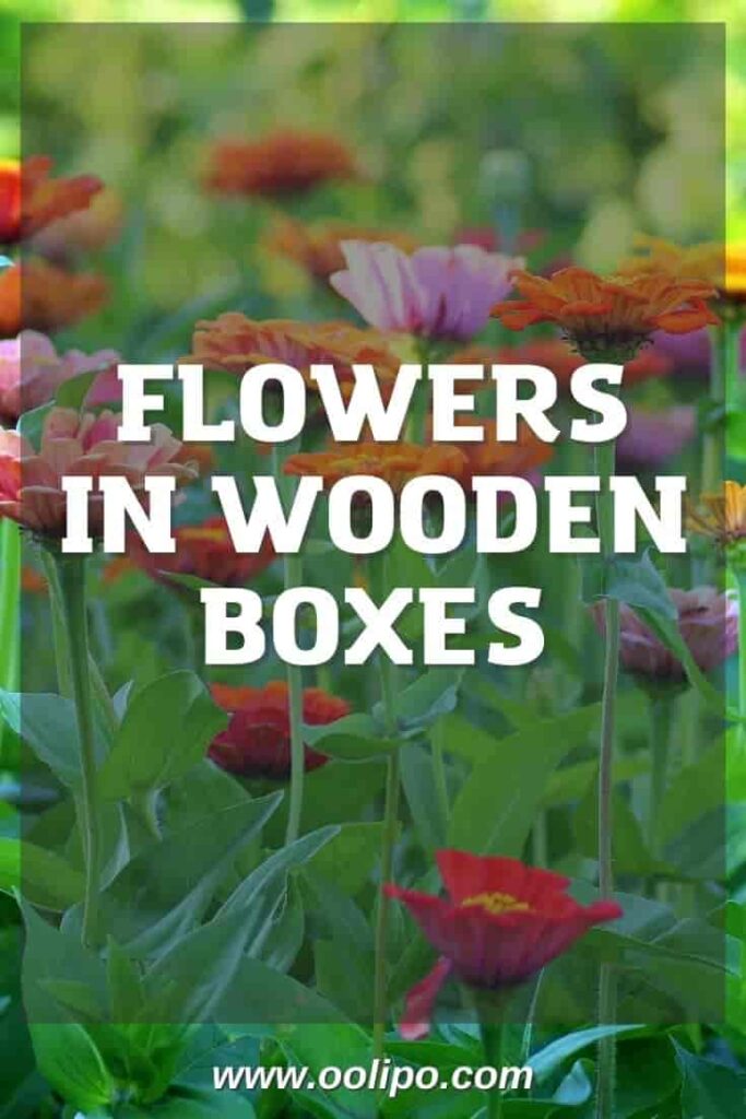 Flowers in Wooden Boxes