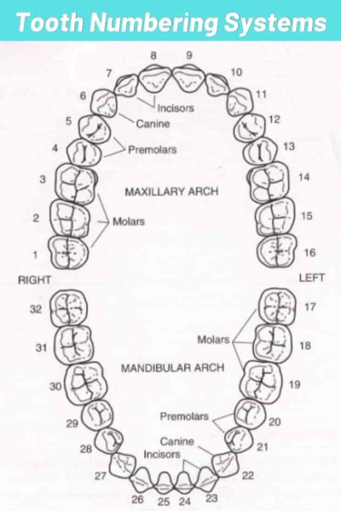 wisdom-teeth-numbers-in-dental-tooth-system-explained-oolipo